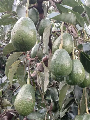 Sell Fresh Fueter Ovacado Fruits