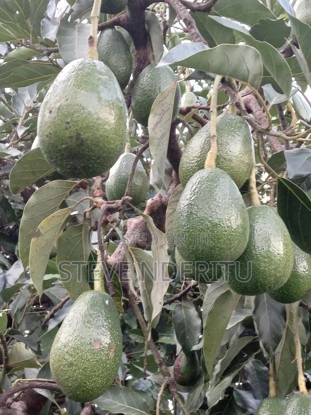 Sell Fresh Fueter Ovacado Fruits