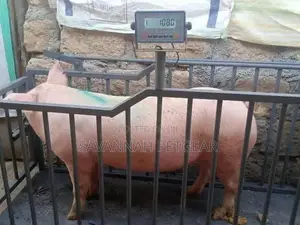 Reliable and Accurate Digital Pig and Piglet Weighing Scale
