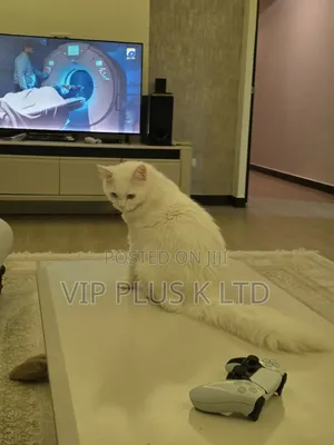 6-12 months Male Purebred Turkish Angora