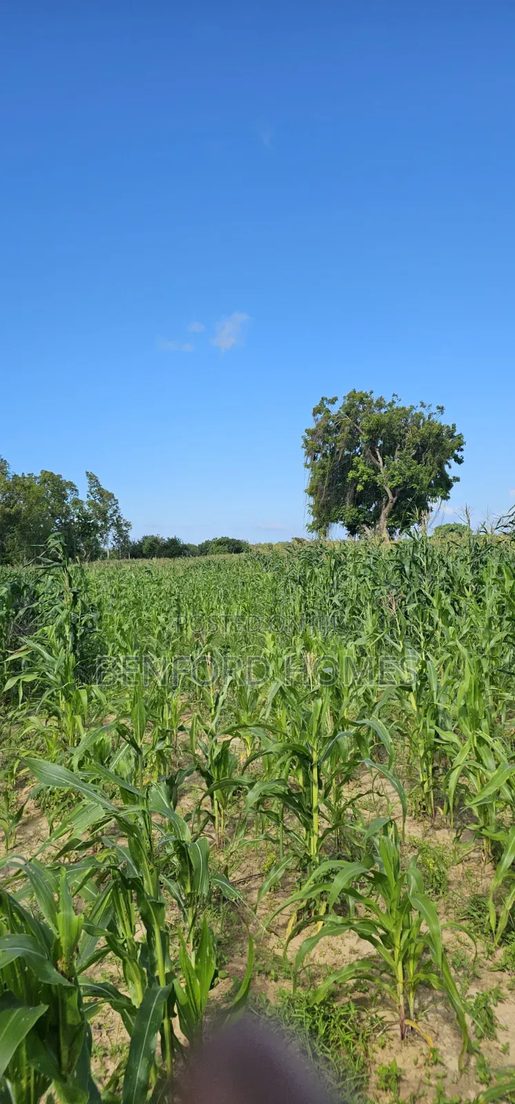 12 Acres Agricultural Land on Sale Mavueni Near Bahari Girls