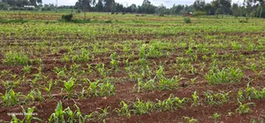 3 Acres Up for Sale in Eldoret Kapseret in St George's