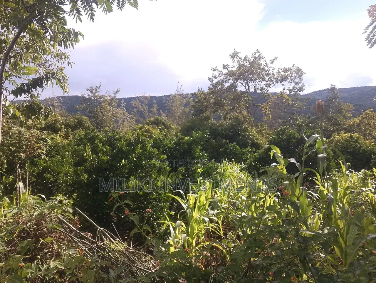 6 Acres on Sale at Makuyu -Mithiini