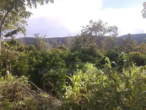 6 Acres on Sale at Makuyu -Mithiini