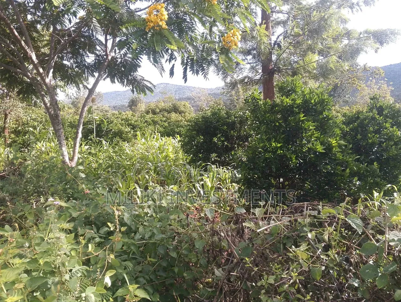 6 Acres on Sale at Makuyu -Mithiini