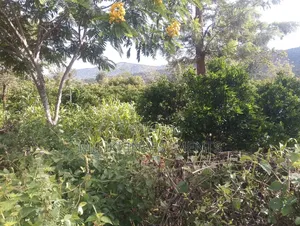6 Acres on Sale at Makuyu -Mithiini