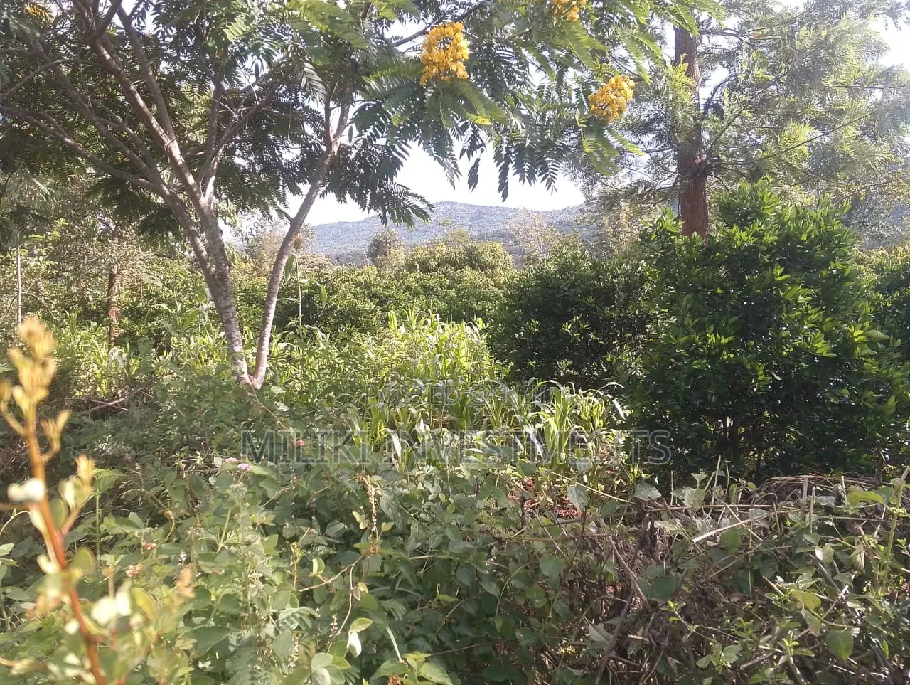 6 Acres on Sale at Makuyu -Mithiini