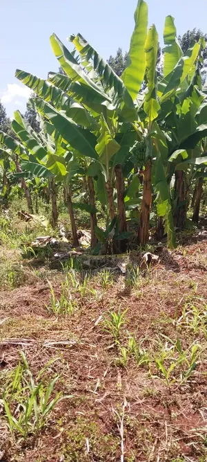 3 Acres on Sale at Summary- Maragua