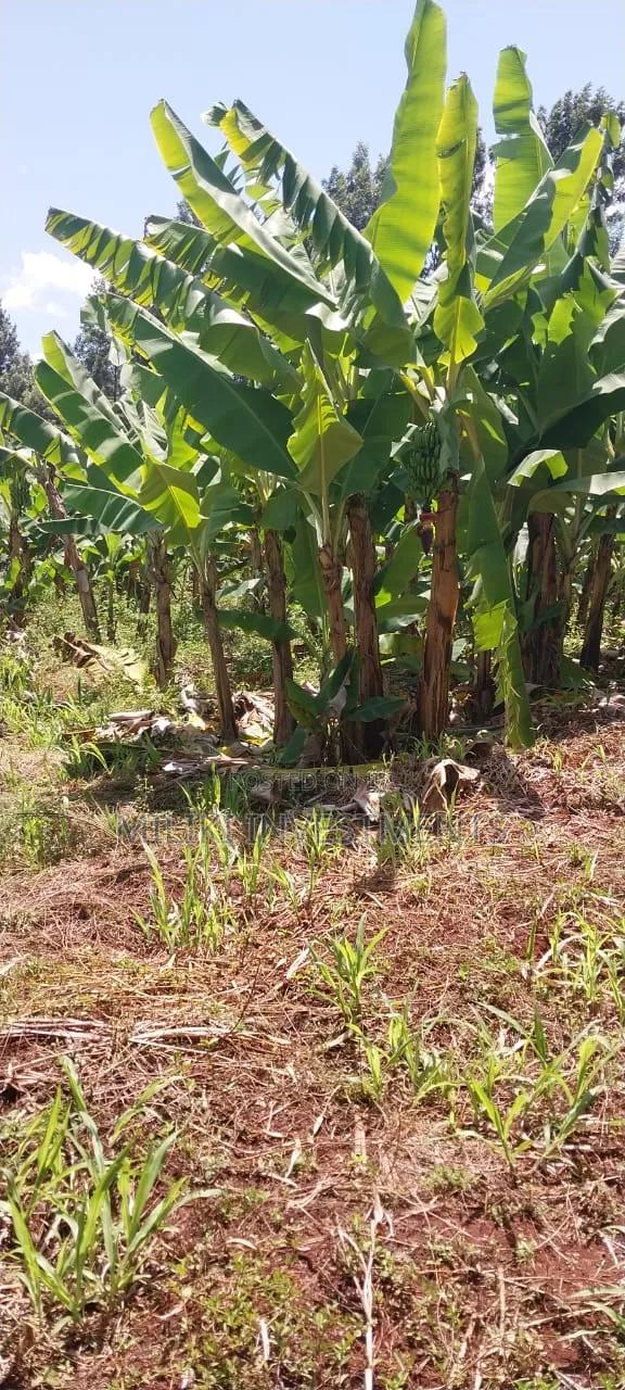 3 Acres on Sale at Summary- Maragua - thumbnail 2