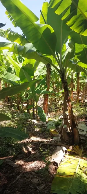 3 Acres on Sale at Summary- Maragua