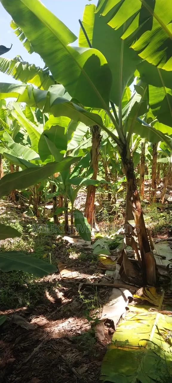 3 Acres on Sale at Summary- Maragua - thumbnail 3