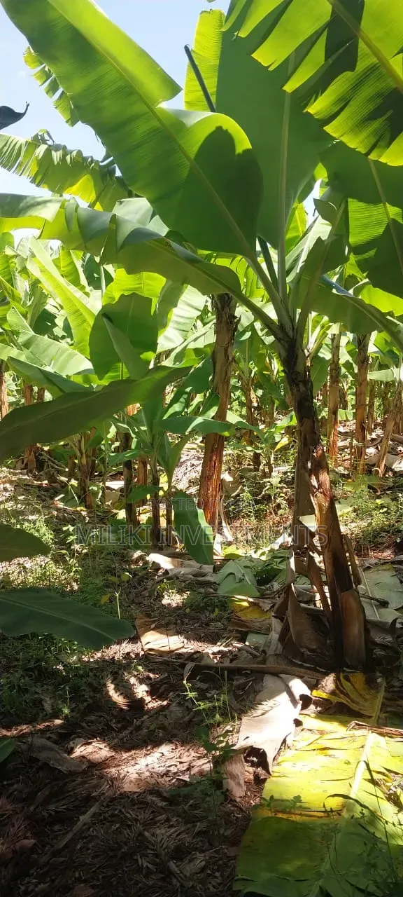 3 Acres on Sale at Summary- Maragua