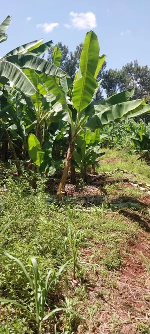 3 Acres on Sale at Summary- Maragua
