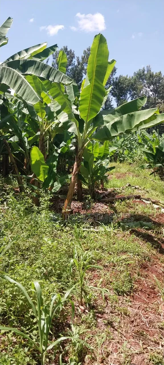 3 Acres on Sale at Summary- Maragua