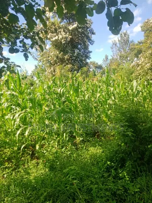 Half an Acre on Sale at Sabasaba-Murang'A