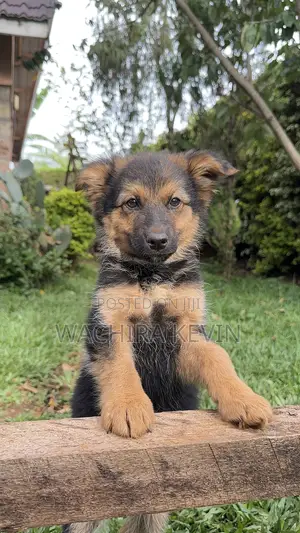 1-3 months Male Purebred German Shepherd