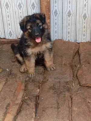 1-3 months Male Purebred German Shepherd