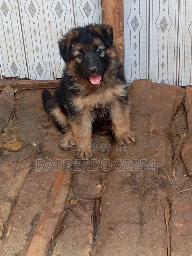 1-3 months Male Purebred German Shepherd - thumbnail 3
