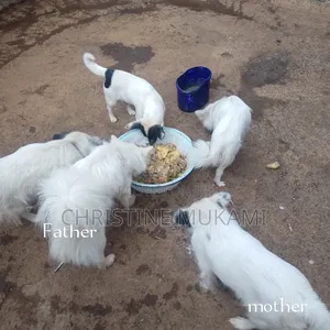 1+ year Female Purebred Japanese Spitz