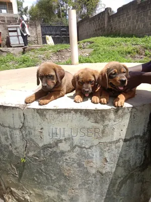 1-3 months Female Mixed Breed Boerboel