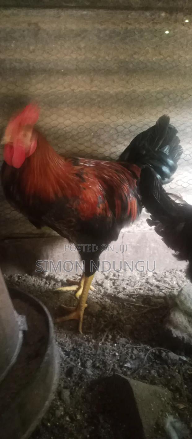 Kienyenji Chicken