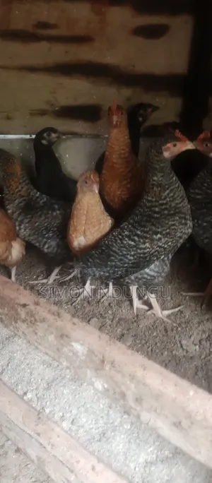 Kienyenji Chicken