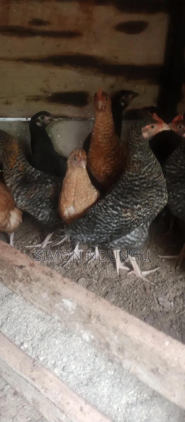 Kienyenji Chicken - main view