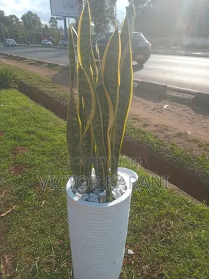 Potted Snake Plants