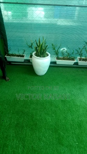 Potted Snake Plants