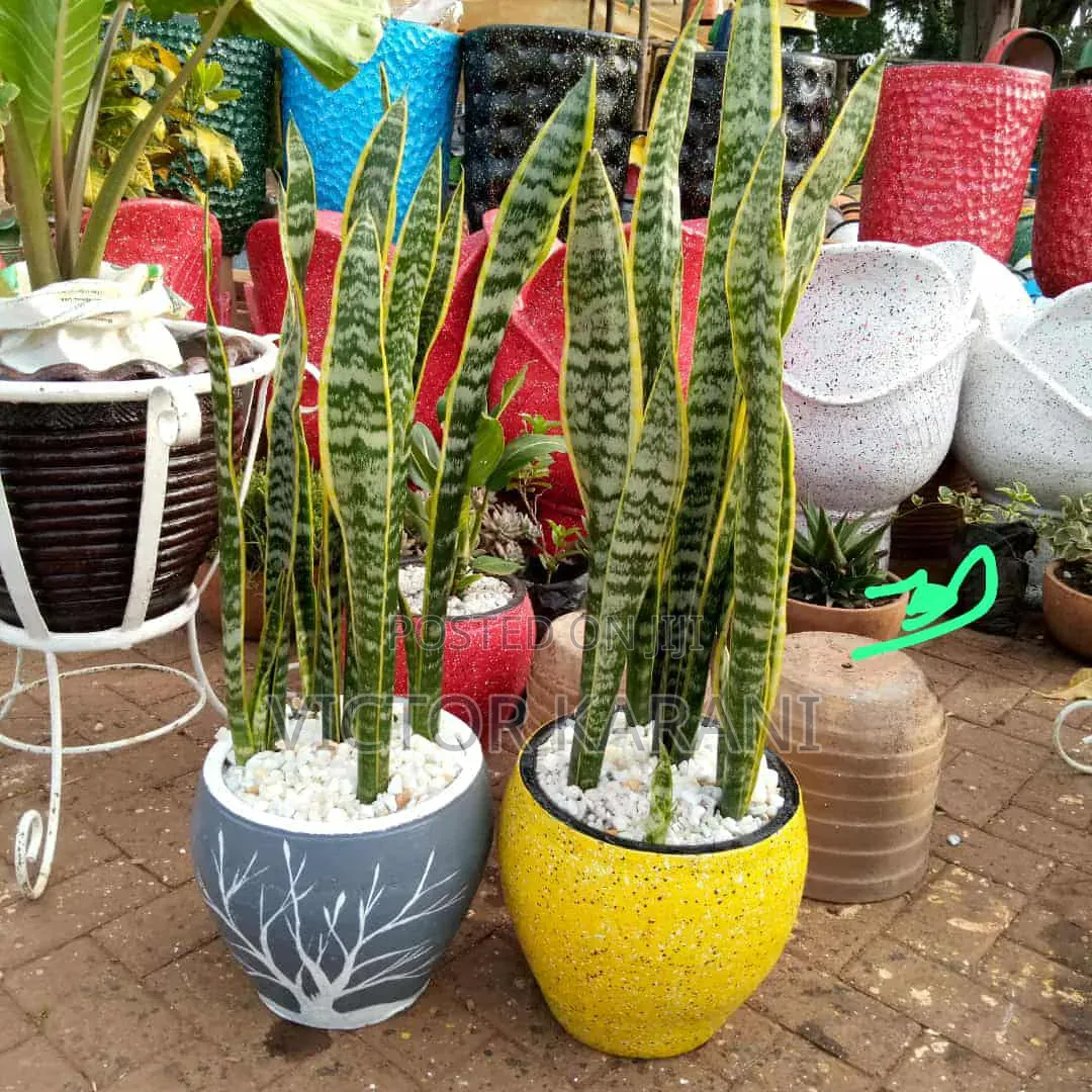 Potted Snake Plants