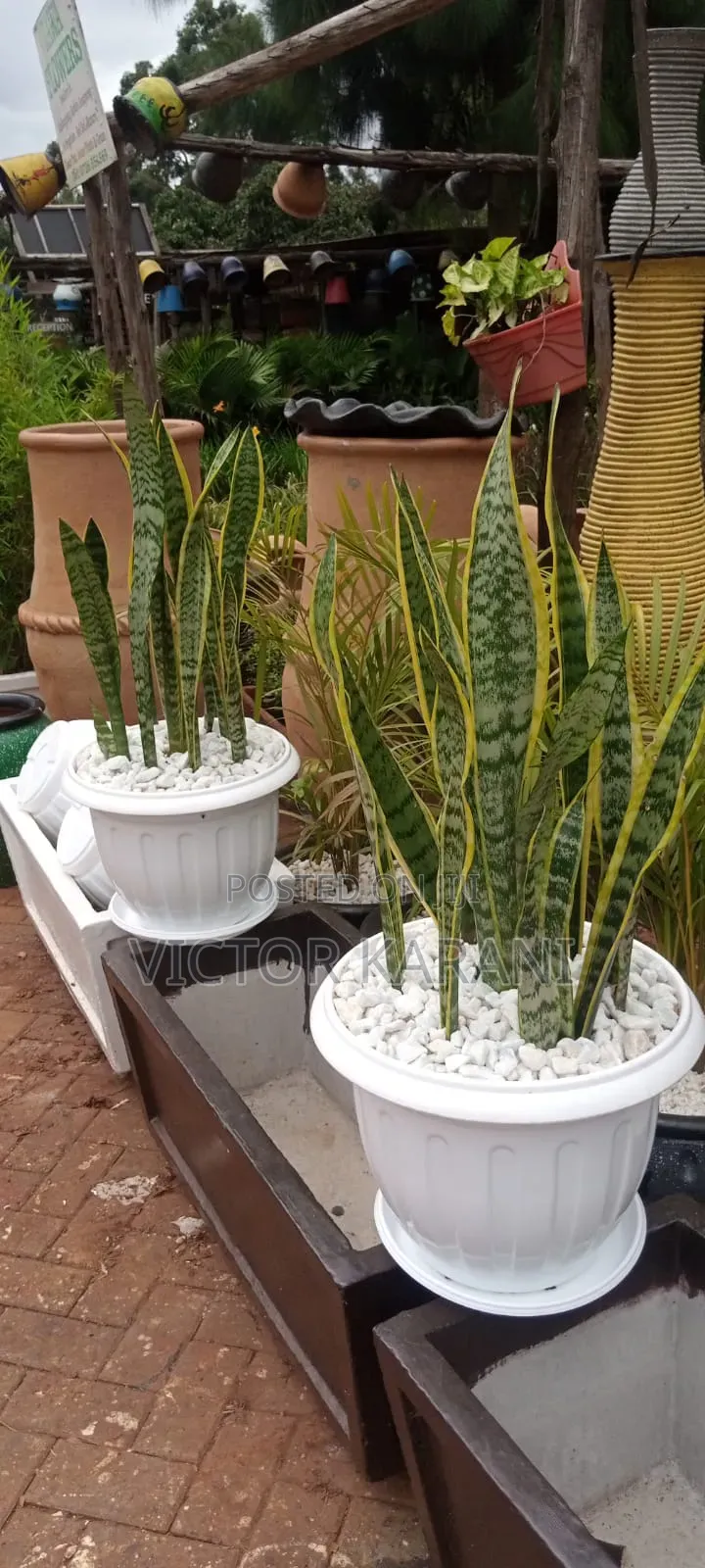 Potted Snake Plants