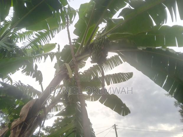 Residential Plot 50/100ft in Soy Kakamega County - thumbnail 8