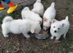 1-3 months Female Purebred Japanese Spitz
