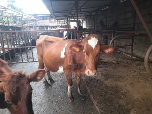 Dairy Cows Assorted - Herd Downsizing