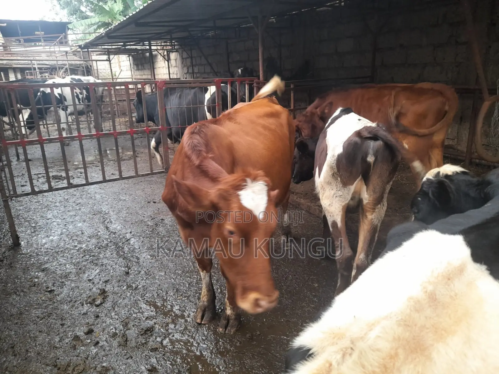 Dairy Cows Assorted - Herd Downsizing