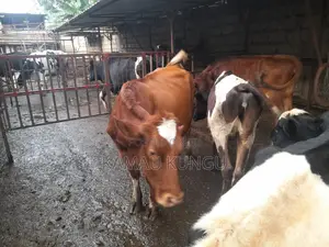Dairy Cows Assorted - Herd Downsizing
