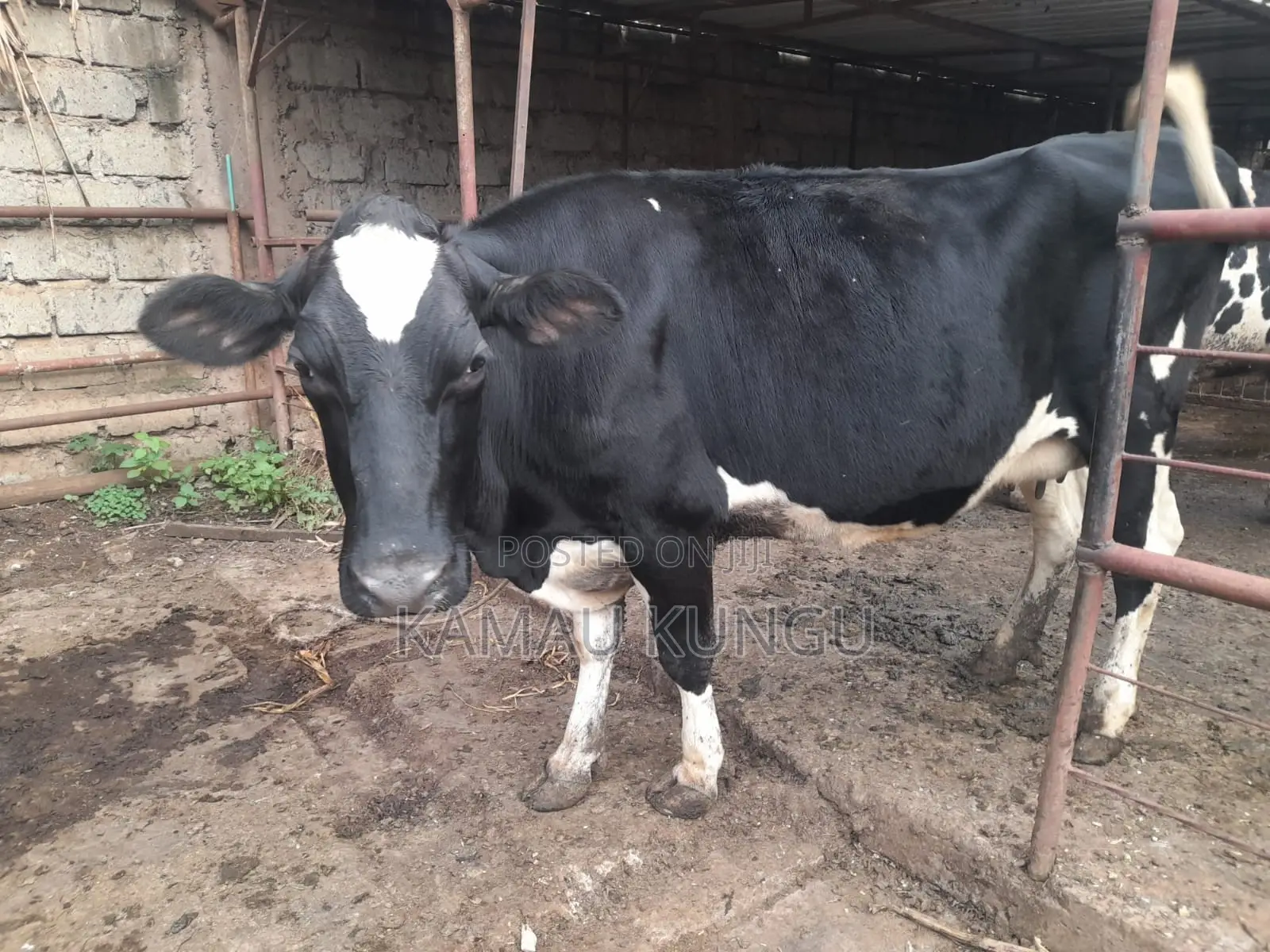 Dairy Cows Assorted - Herd Downsizing