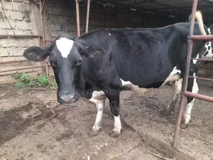 Dairy Cows Assorted - Herd Downsizing