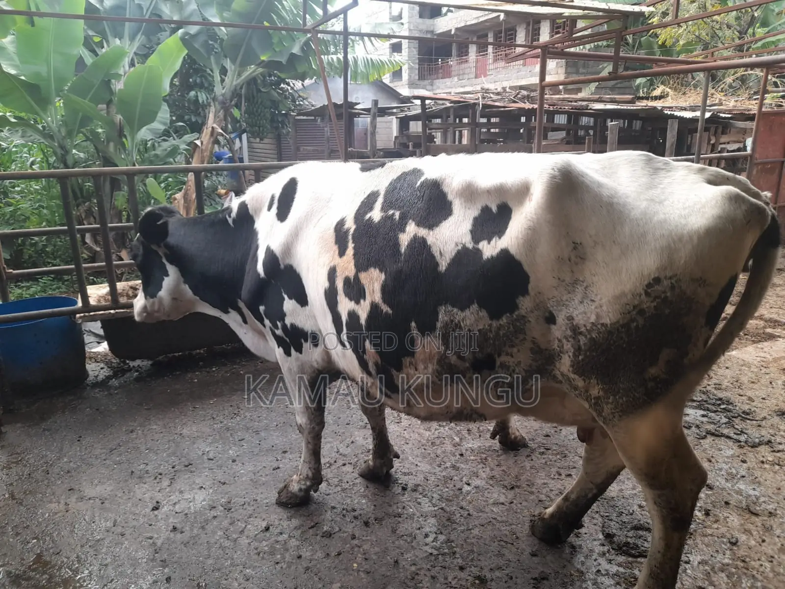 Dairy Cows Assorted - Herd Downsizing