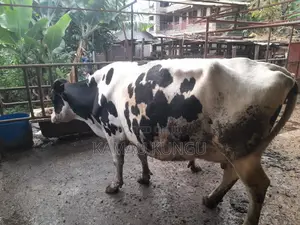 Dairy Cows Assorted - Herd Downsizing