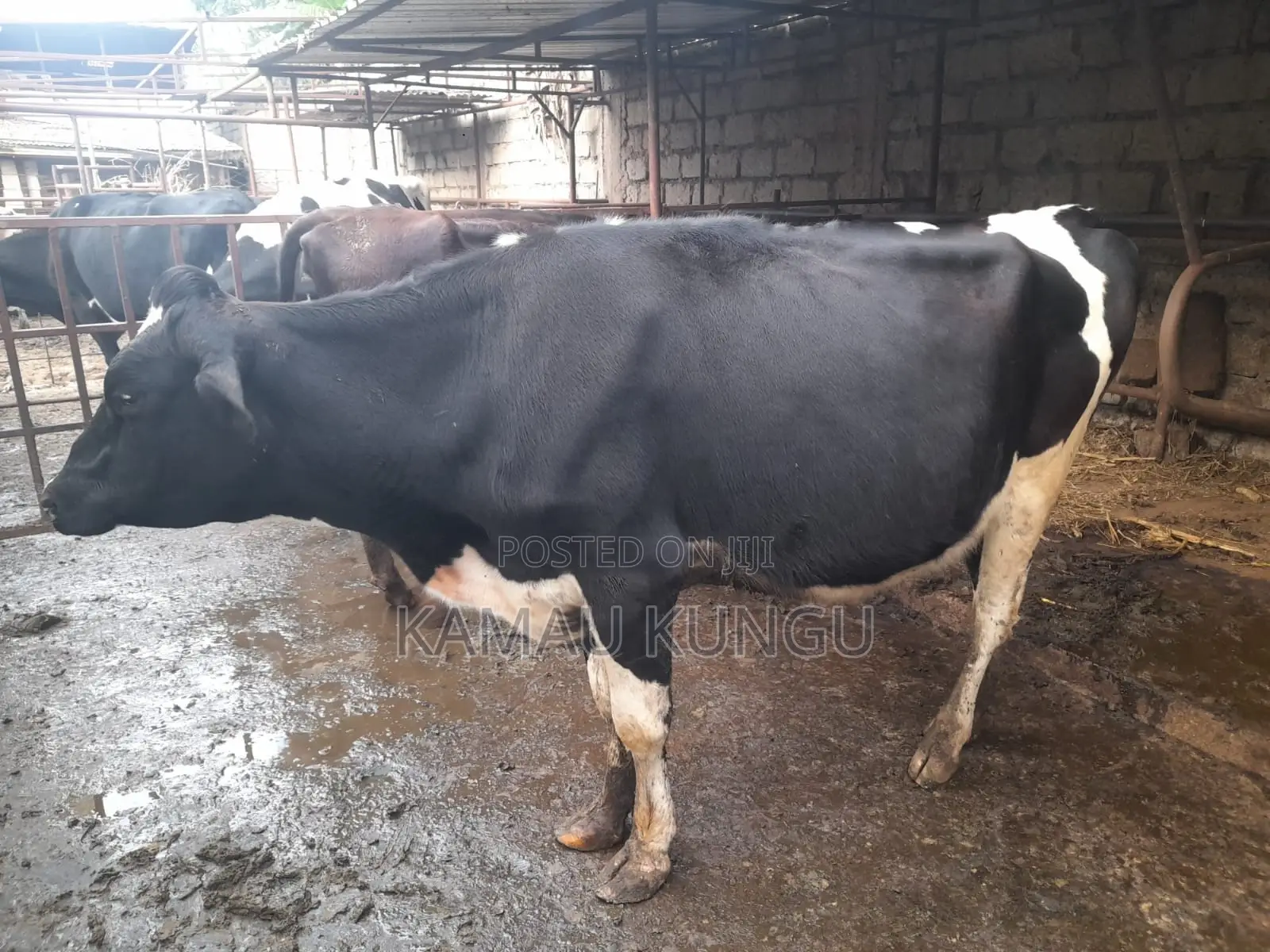 Dairy Cows Assorted - Herd Downsizing