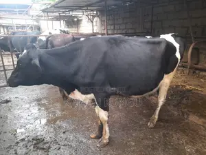 Dairy Cows Assorted - Herd Downsizing