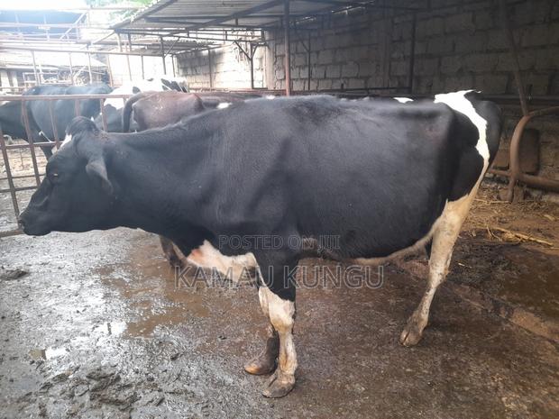 Dairy Cows Assorted - Herd Downsizing - thumbnail 5