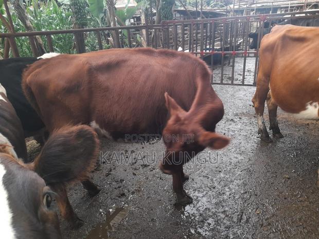 Dairy Cows Assorted - Herd Downsizing - thumbnail 6