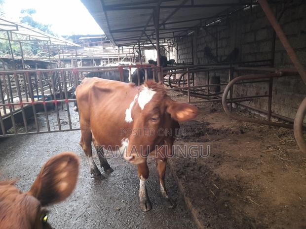 Dairy Cows Assorted - Herd Downsizing - thumbnail 7