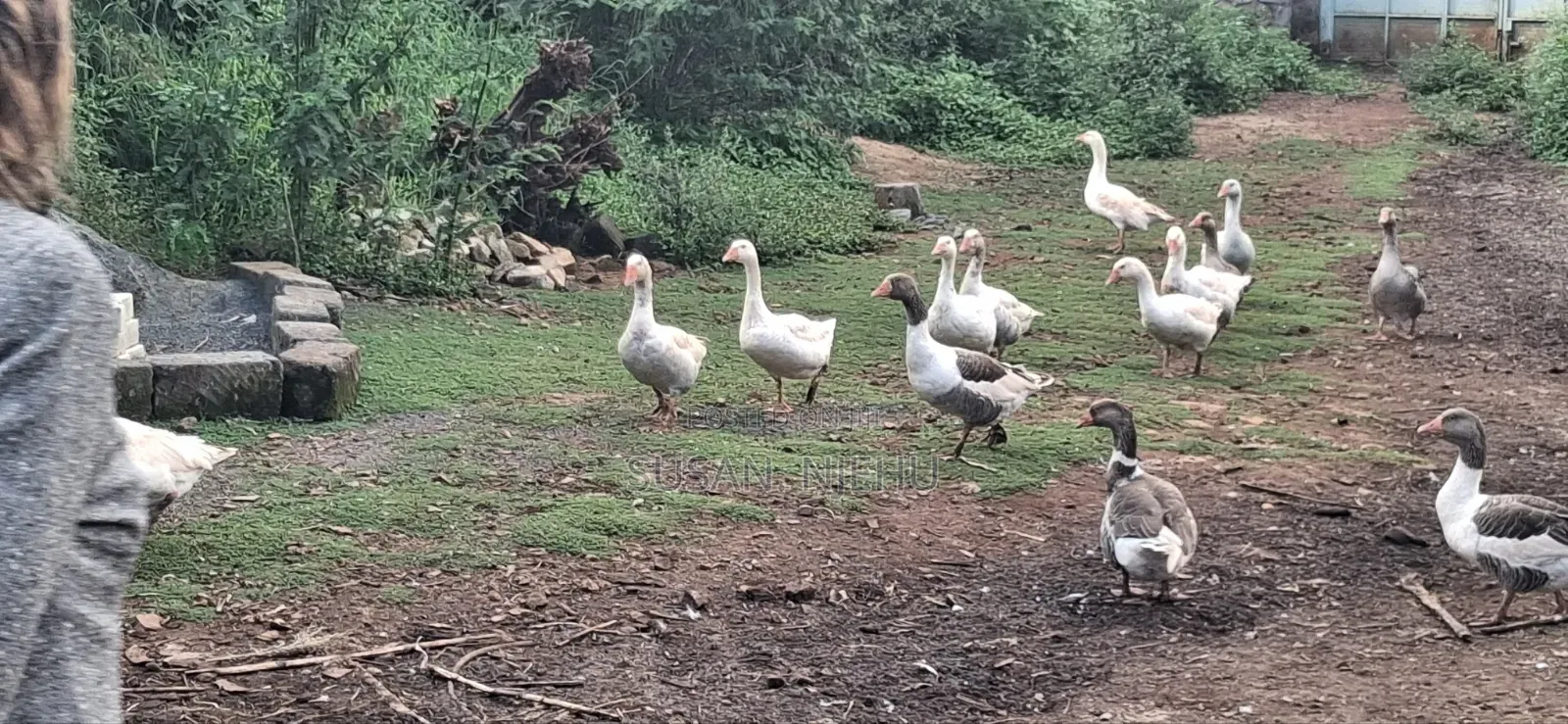 Geese for Sale