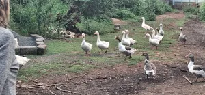 Geese for Sale