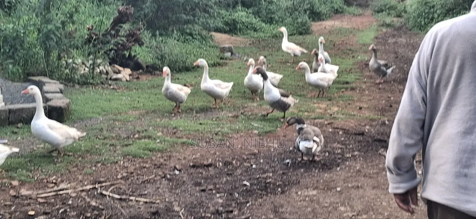 Geese for Sale