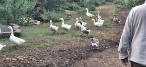 Geese for Sale
