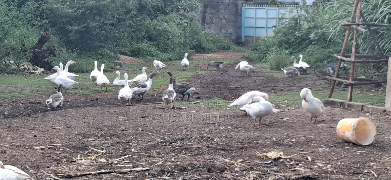Geese for Sale